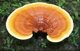Health benefits of ganoderma lucidum